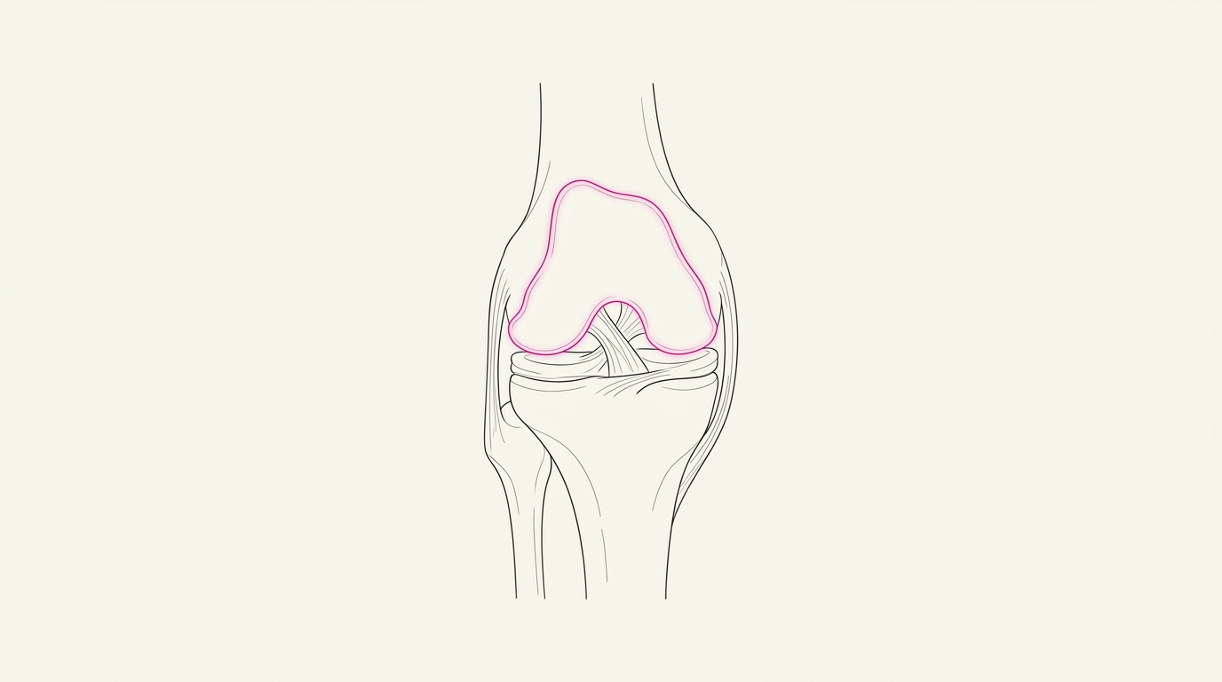 Anatomical illustration of the knee joint
